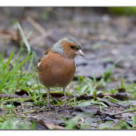 Common Chaffinch: Animal in habitat Forest in the NatureSpots App