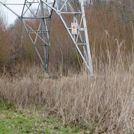 Landschaft: Grasland und Büsche im Habitat Halb-natürliches Grasland in der NatureSpots App