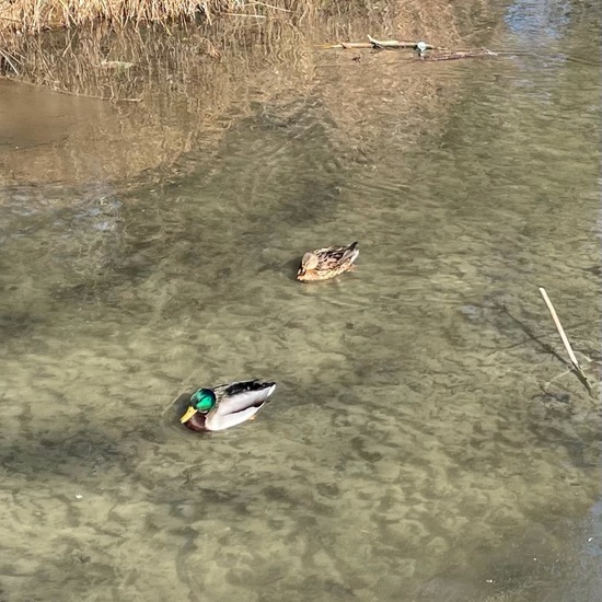 Mallard: Animal in habitat Park in the NatureSpots App