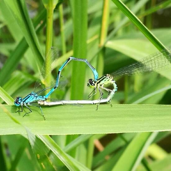 Azure damselfly: Animal in nature in the NatureSpots App