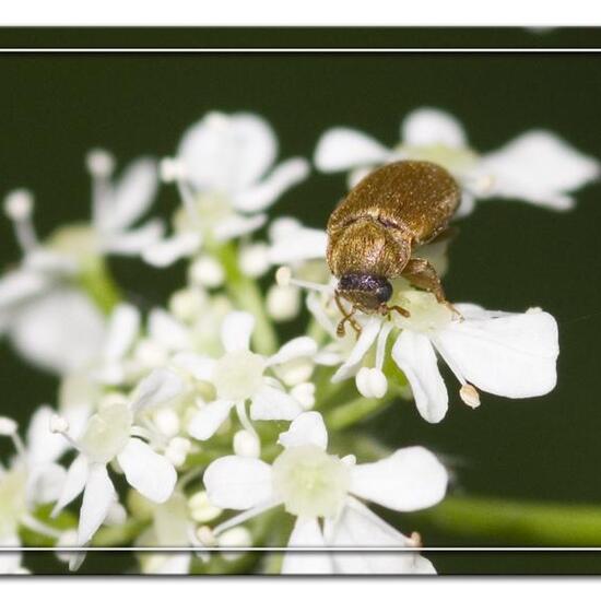 Streifenwanze: Tier in der Natur in der NatureSpots App