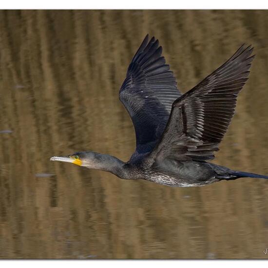Great Cormorant: Animal in nature in the NatureSpots App