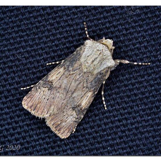 Agrotis puta: Animal in habitat Garden in the NatureSpots App