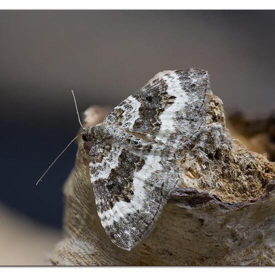 Graubinden-Labkrautspanner: Tier im Habitat Garten in der NatureSpots App