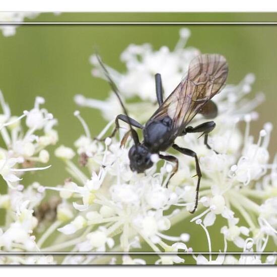 Ctenichneumon panzeri: Tier im Habitat Halb-natürliches Grasland in der NatureSpots App