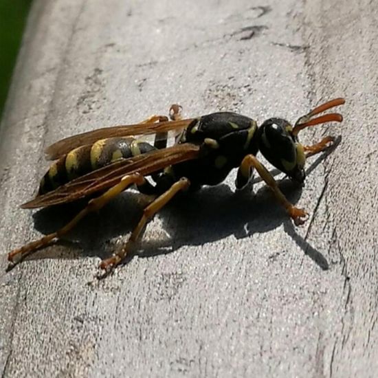 Gallische Feldwespe: Tier in der Natur in der NatureSpots App