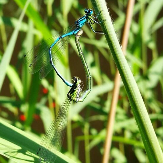 Azure damselfly: Animal in nature in the NatureSpots App