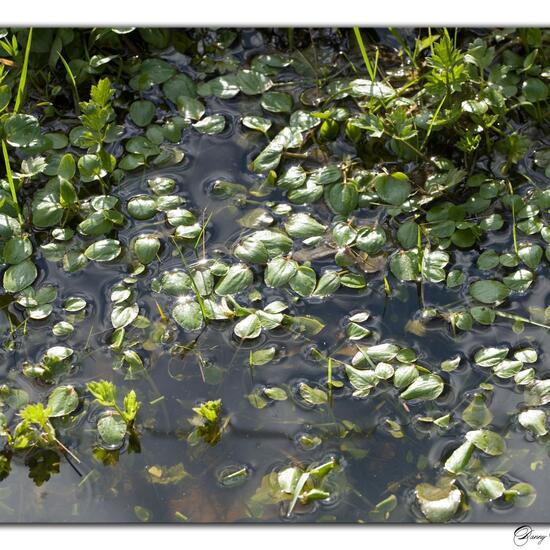 Ranunculus flammula: Plant in habitat Grassland in the NatureSpots App