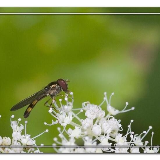 Leiobunum rotundum: Animal in habitat Semi-natural grassland in the NatureSpots App