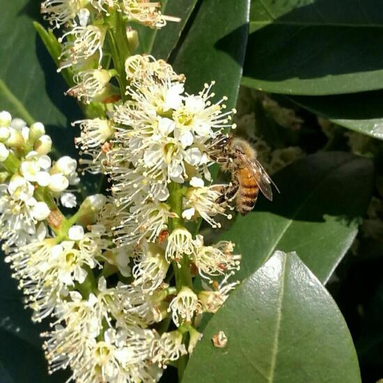 Westliche Honigbiene: Tier in der Natur in der NatureSpots App