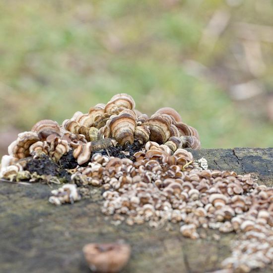 Auricularia mesenterica: Mushroom in nature in the NatureSpots App