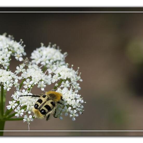 Trichius gallicus zonatus: Tier im Habitat Grasland und Büsche in der NatureSpots App