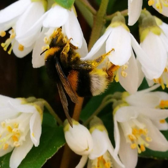 Gartenhummel: Tier in der Natur in der NatureSpots App