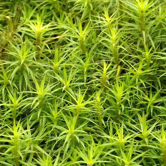 Polytrichastrum formosum var. formosum: Pflanze im Habitat Wald der gemäßigten Breiten in der NatureSpots App