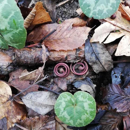 Cyclamen: Plant in habitat Temperate forest in the NatureSpots App