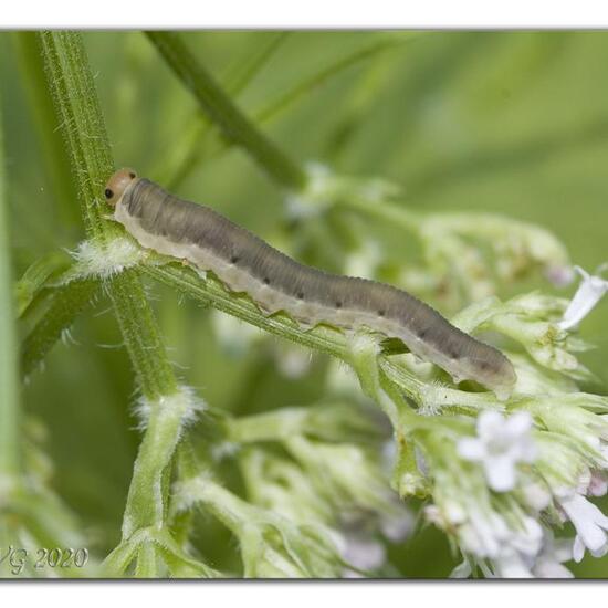 Pflanzenwespen: Tier in der Natur in der NatureSpots App