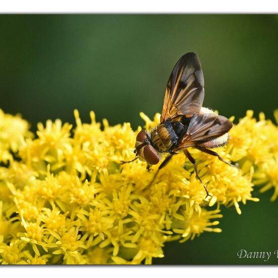 Ectophasia crassipennis: Tier im Habitat Grasland und Büsche in der NatureSpots App