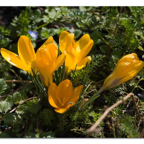 Crocus suaveolens subsp. imperati: Plant in habitat Guerilla gardening in the NatureSpots App