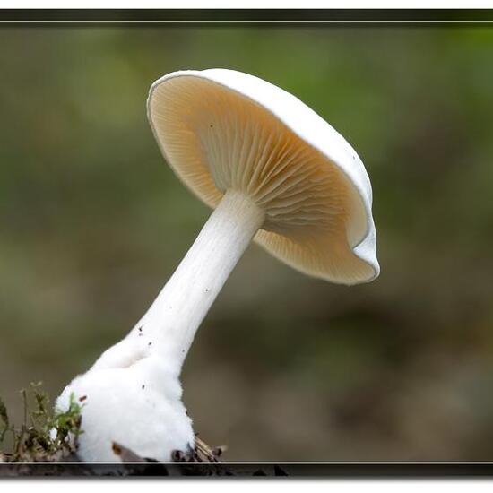 Clitocybe ditopa: Mushroom in nature in the NatureSpots App
