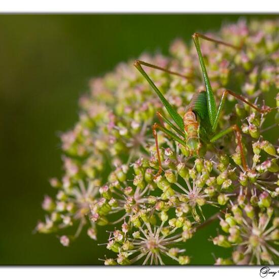 Speckled bush-cricket: Animal in habitat Semi-natural grassland in the NatureSpots App