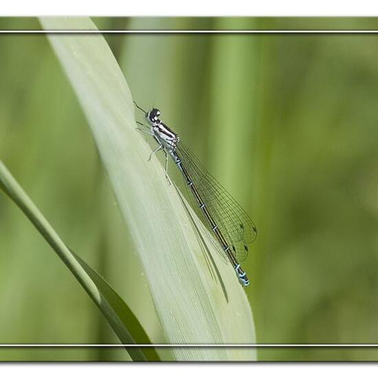 Hufeisen-Azurjungfer: Tier im Habitat Halb-natürliches Grasland in der NatureSpots App