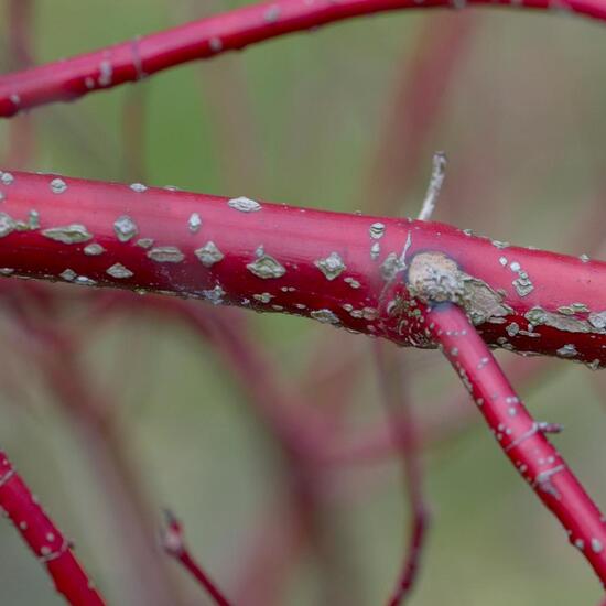 Seidiger Hartriegel: Pflanze im Habitat Industrie in der NatureSpots App