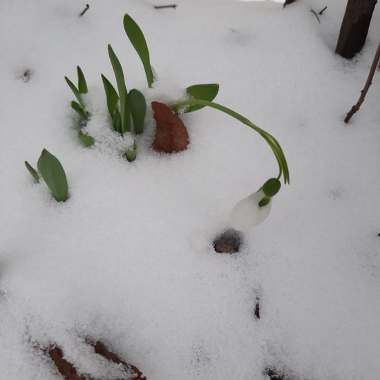 Schneeglöckchen: Pflanze im Habitat Garten in der NatureSpots App