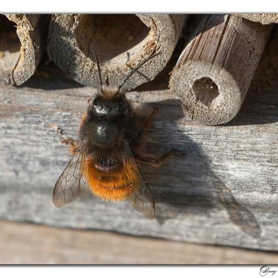 Osmia cornuta: Animal in habitat Grassland in the NatureSpots App