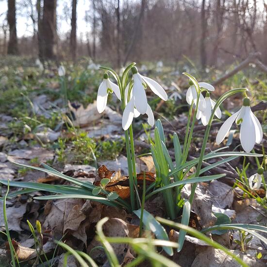 Galanthus angustifolius: Plant in habitat Riparian forest in the NatureSpots App