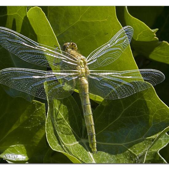 Großer Blaupfeil: Tier im Habitat Garten in der NatureSpots App