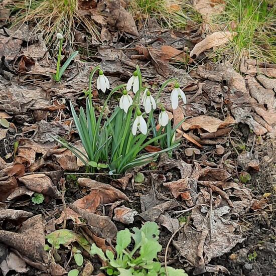 Schneeglöckchen: Pflanze im Habitat Garten in der NatureSpots App