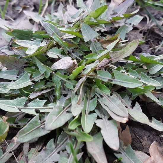 Unknown species: Plant in habitat Park in the NatureSpots App