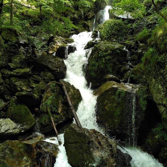 Landschaft: Süßwasser im Habitat Bach in der NatureSpots App