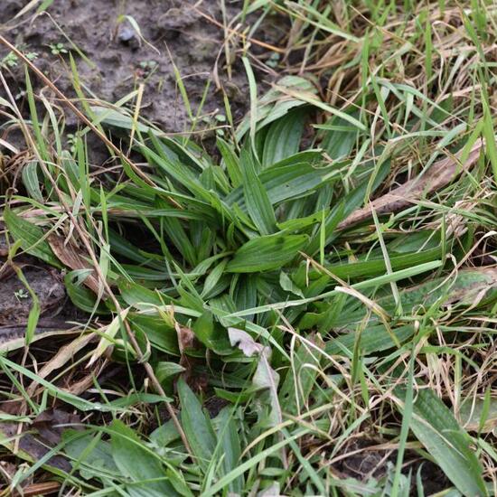 Plantago lanceolata: Plant in habitat Semi-natural grassland in the NatureSpots App