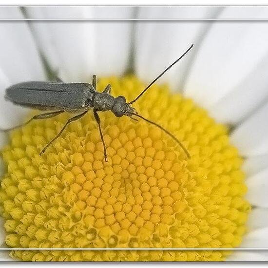 Oedemera lurida: Animal in nature in the NatureSpots App