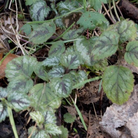 Lamiastrum galeobdolon: Pflanze in der Natur in der NatureSpots App