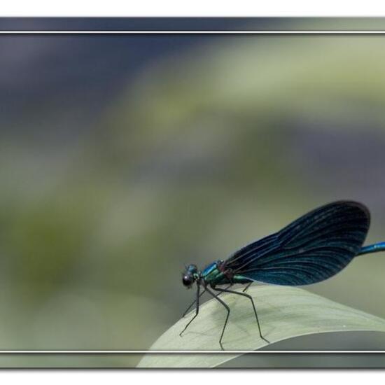 Gebänderte Prachtlibelle: Tier im Habitat Landwirtschaftliche Wiese in der NatureSpots App