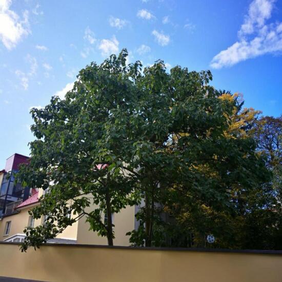 Blauglockenbaum: Pflanze im Habitat Garten in der NatureSpots App