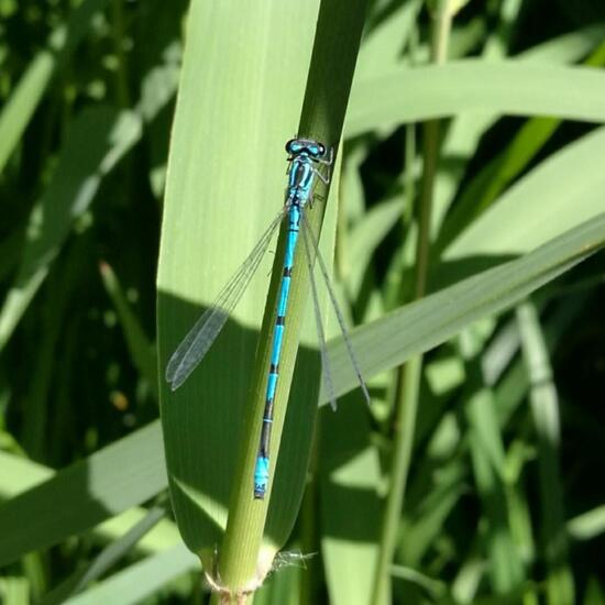 Azure damselfly: Animal in nature in the NatureSpots App