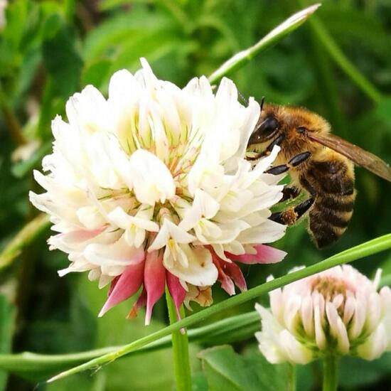 Westliche Honigbiene: Tier in der Natur in der NatureSpots App
