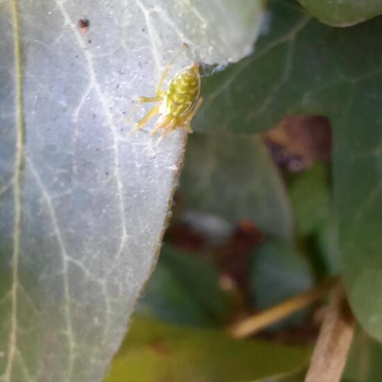 Grüne Kräuselspinne: Tier im Habitat Stadt und Garten in der NatureSpots App