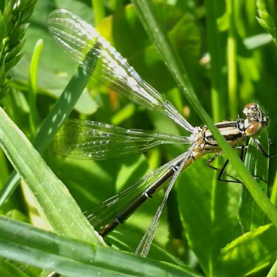 Hufeisen-Azurjungfer: Tier im Habitat Park in der NatureSpots App