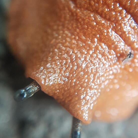 Spanish slug: Animal in nature in the NatureSpots App