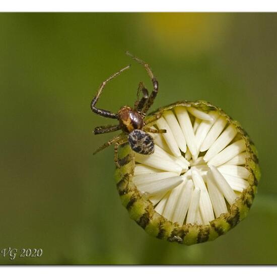 Veränderliche Krabbenspinne: Tier in der Natur in der NatureSpots App