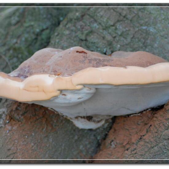 Harziger Lackporling: Pilz im Habitat Park in der NatureSpots App