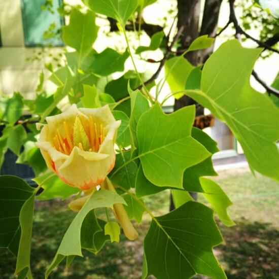 Liriodendron tulipifera: Plant in habitat Garden in the NatureSpots App