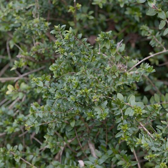 Cotoneaster rotundifolius: Pflanze in der Natur in der NatureSpots App