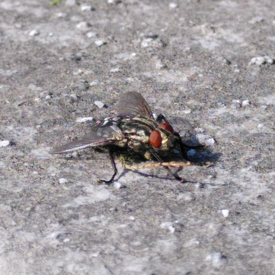 Schmeißfliegen: Tier im Habitat Stadt und Garten in der NatureSpots App