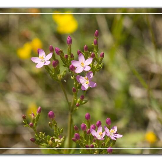 Centaurium erythraea: Plant in habitat Grassland in the NatureSpots App