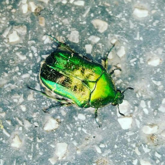 Goldglänzender Rosenkäfer: Tier im Habitat Strasse/Verkehr in der NatureSpots App